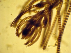 Spyridia hypnoides