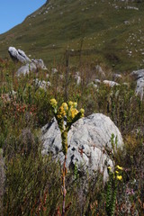 Thesium euphorbioides