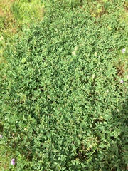 Trifolium gracilentum