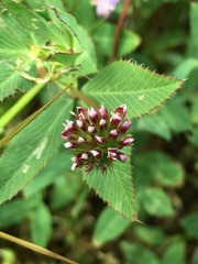 Trifolium gracilentum