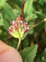 Trifolium gracilentum