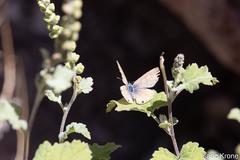 Leptotes marina