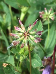 Trifolium gracilentum