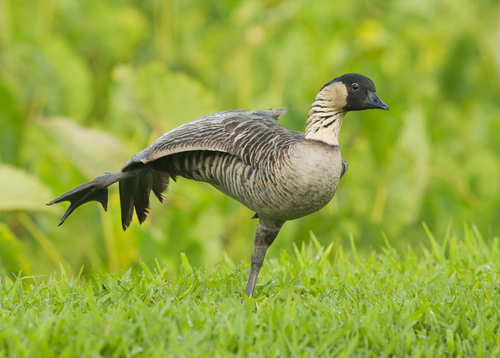 Hawaiian Goose