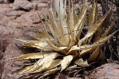 Agave simplex