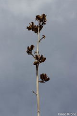 Agave simplex