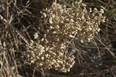 Lepidium chalepense