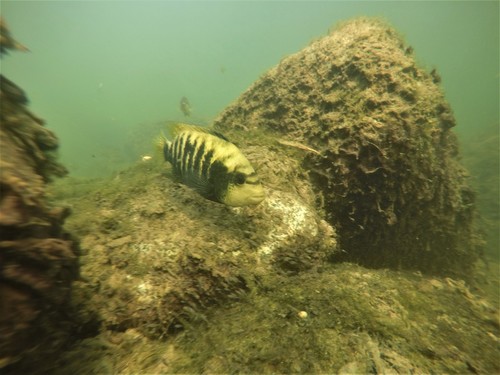 Bean's cichlid (Mayaheros beani) — Cichlidae — 5