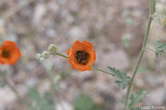 Sphaeralcea coulteri