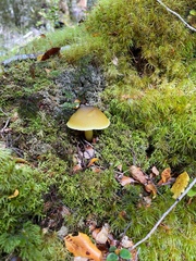 Tricholoma viridiolivaceum