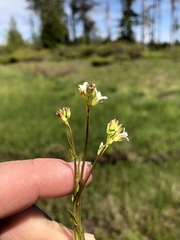 Arabis pycnocarpa