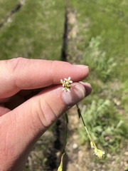Arabis pycnocarpa