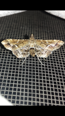 Merodictya marmorata