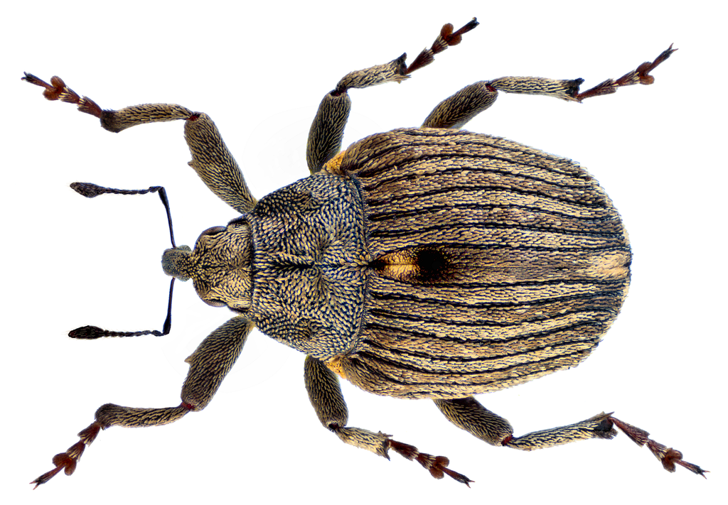 Stenocarus