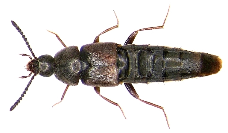 Rove beetle