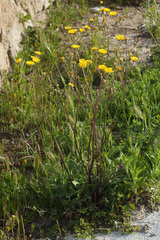 Crepis vesicaria taraxacifolia