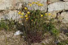 Crepis vesicaria taraxacifolia