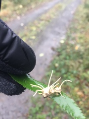 Akanthomyces aculeatus