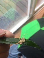 Akanthomyces aculeatus