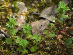 Alchemilla australis