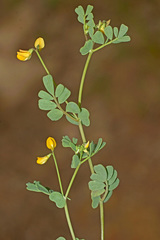 Coronilla repanda dura
