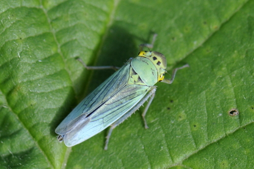 Žalioji Cikadėlė nuotrauka