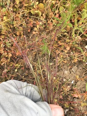 Muhlenbergia microsperma