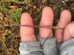 Muhlenbergia microsperma
