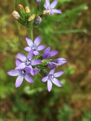 Gilia nevinii