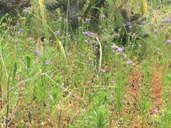 Gilia nevinii