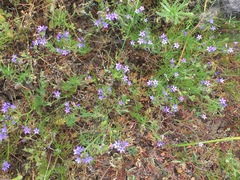 Gilia nevinii