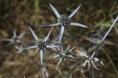 Eryngium caeruleum