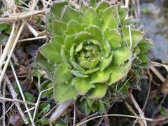 Draba grandis