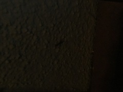 Camponotus variegatus