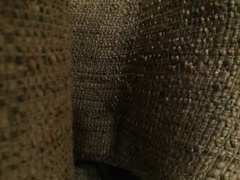 Camponotus variegatus