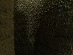 Camponotus variegatus