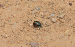 Deuterocampta quadrijuga