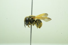 Anthidiellum apicale