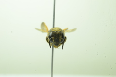 Anthidiellum apicale