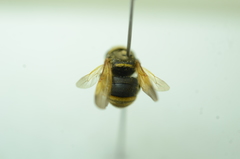 Anthidiellum apicale