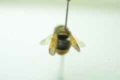 Anthidiellum apicale