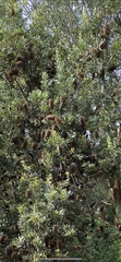 Banksia aemula