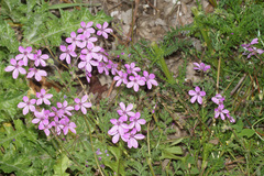 Erodium cicutarium