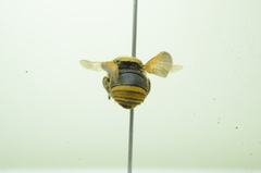 Anthidiellum apicale