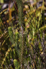 Erica thomae thomae