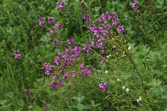 Erysimum lagascae
