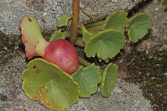 Pericartiellus durieui
