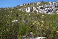 Erica thomae thomae