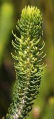 Erica thomae thomae