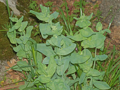 Iberodes brassicifolia